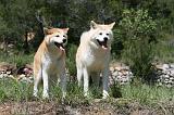 AKITA INU 386